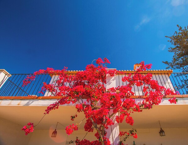 Een gebouw met een balkon, rode bloemen en een helderblauwe lucht.