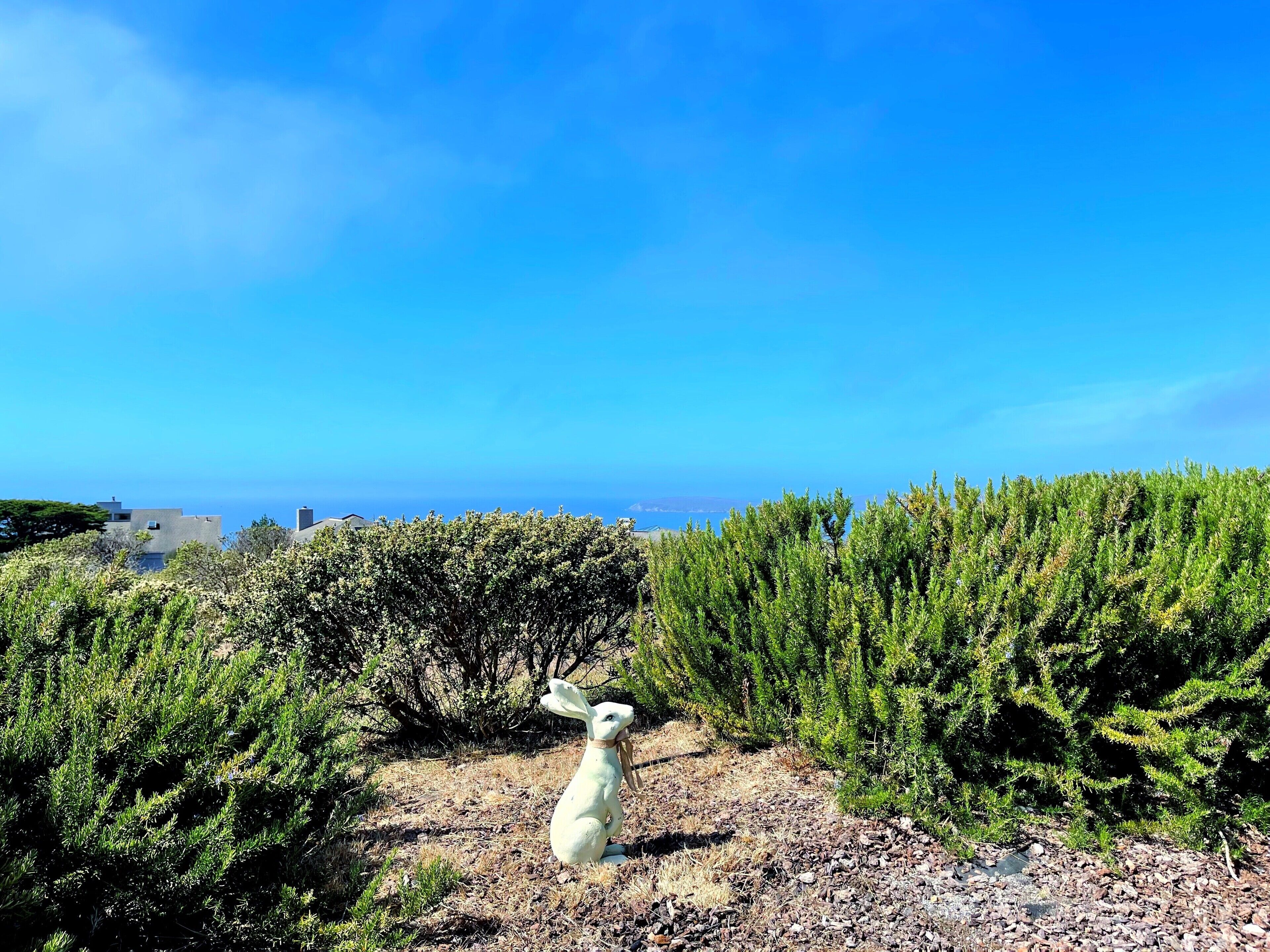 A statue of a rabbit in a natural setting with a clear blue sky and distant view of buildings.