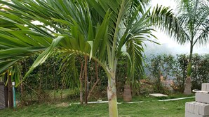 A garden with palm trees, a grassy area, and a brick structure. - Indigo Palomino Beautiful House (Palomino)