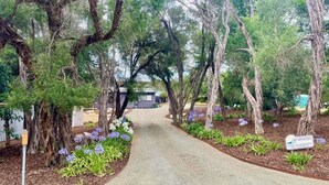 A pathway lined with trees and flower beds leading to a building.
