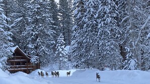 Una cabaña de madera rodeada de árboles cubiertos de nieve.
