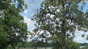 A wooden dock extending into a calm lake, surrounded by lush greenery and a clear sky. - Lake side condo nearThe University of Alabama (Northport)