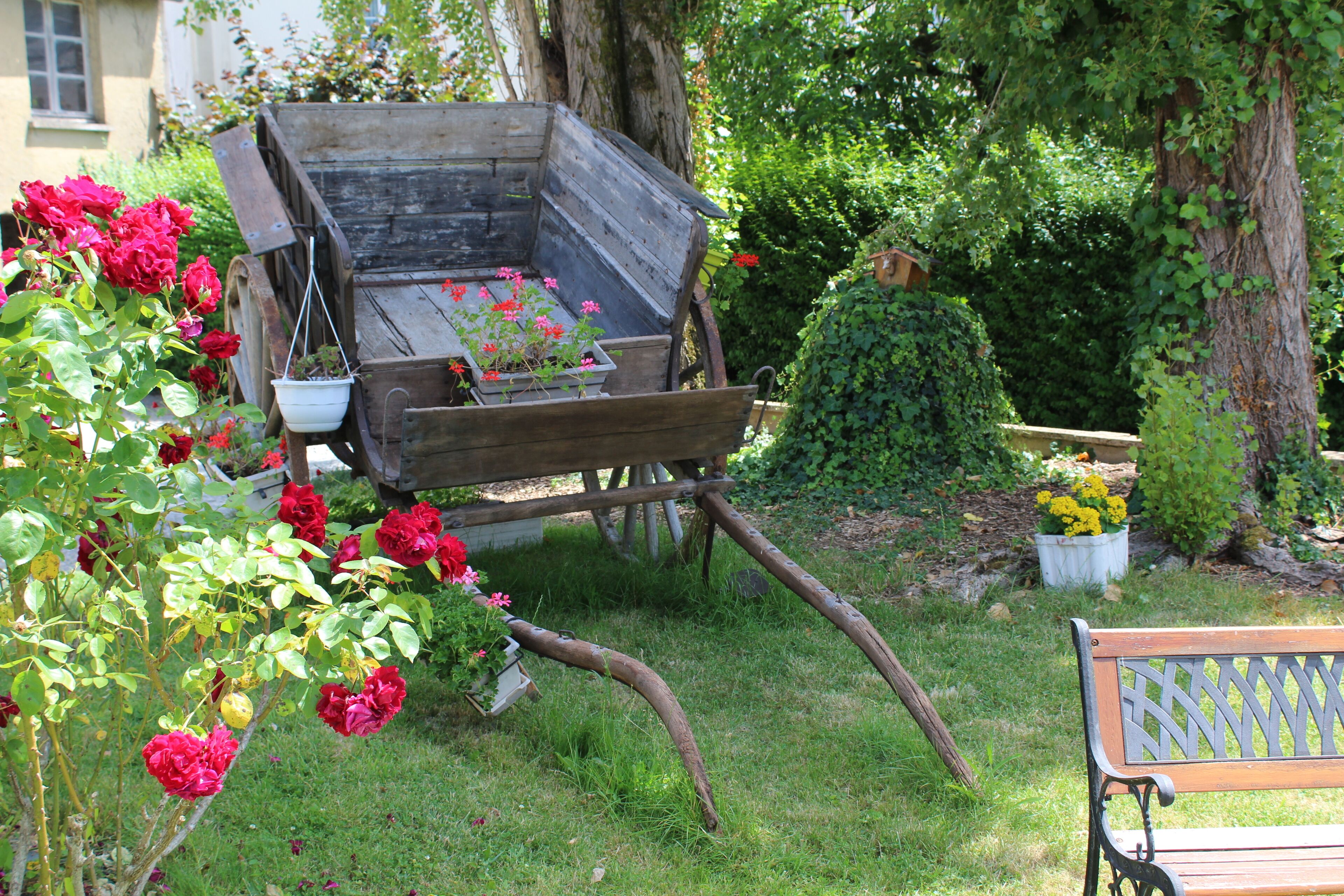 A garden with a wooden cart, red roses, and a bench.