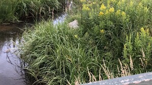 A natural landscape with a small water body, dense vegetation, and a wooden structure. - Rapid Creek Get Away (Hill City)