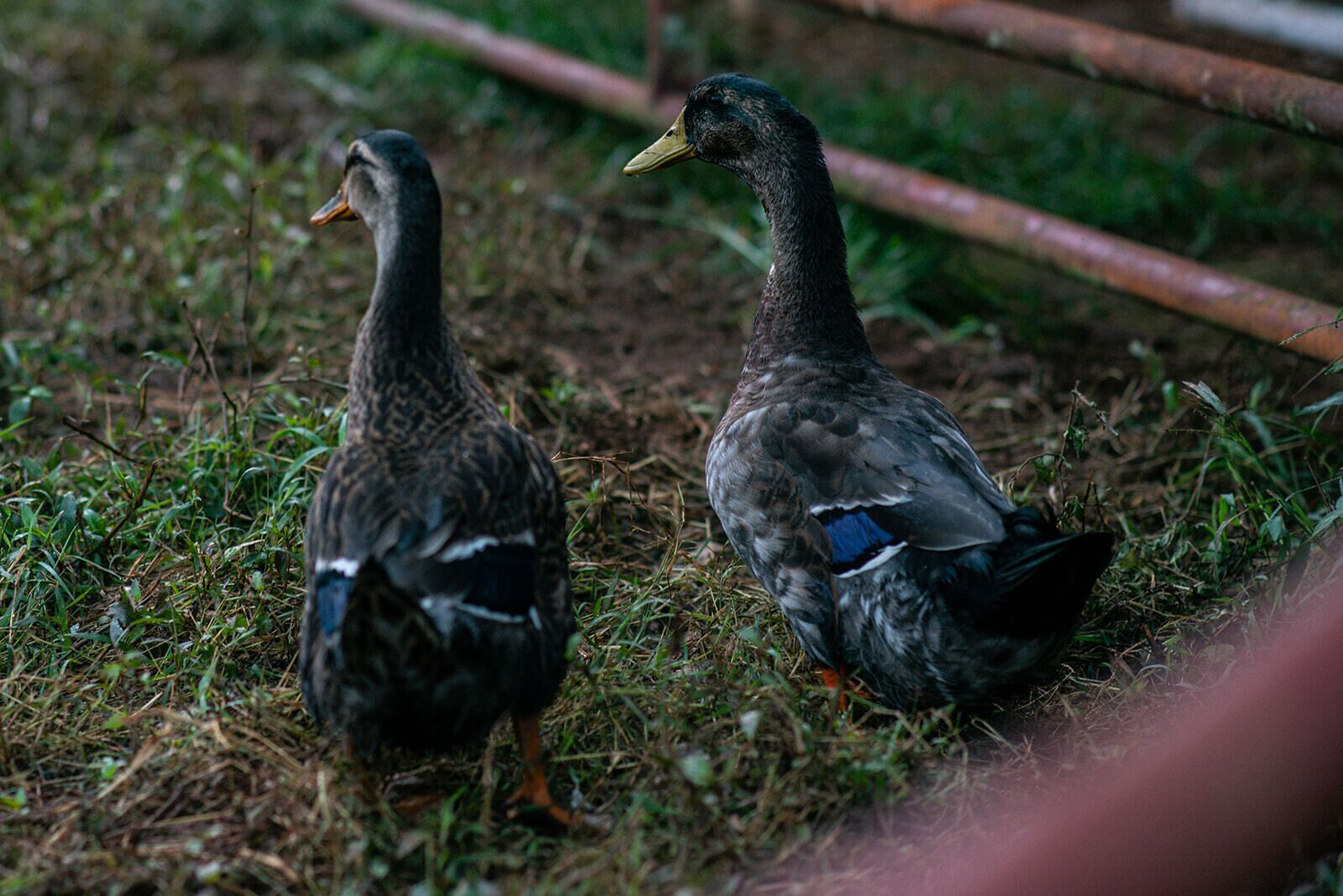 Dos patos caminando sobre césped.