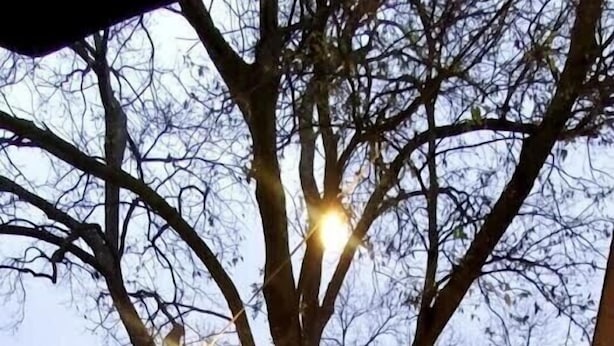 Un espace patio avec une table et des chaises, une tasse décorative, des guirlandes lumineuses et un arbre.