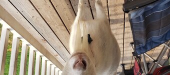 Camping with goats