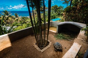 Ein Schildkrötengehege mit Betonrand, einem kleinen Pool und Blick auf den Ozean.
