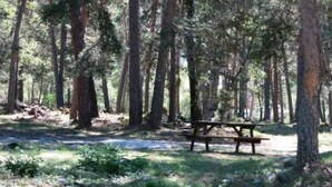 A forested area with a picnic table surrounded by tall trees and grass. - Studio (Allos)