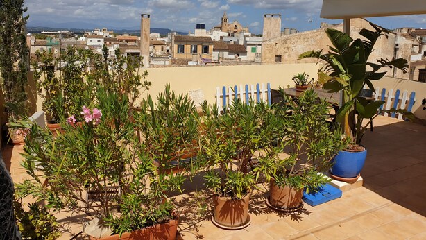 Terrassa al terrat amb plantes en testos, una tanca blanca i vistes a una ciutat.