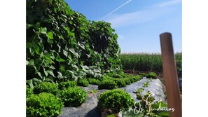 Property grounds - Os Lindeiros House (GA)