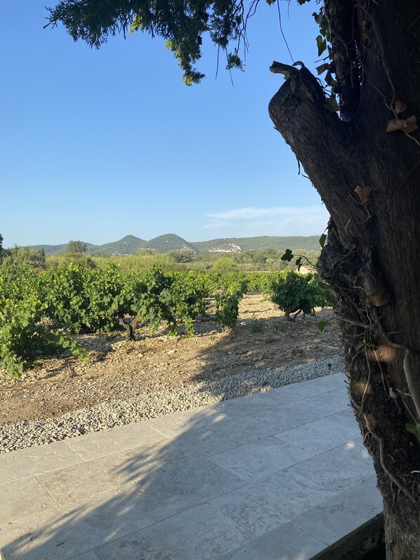 Property grounds - House (Sablet)