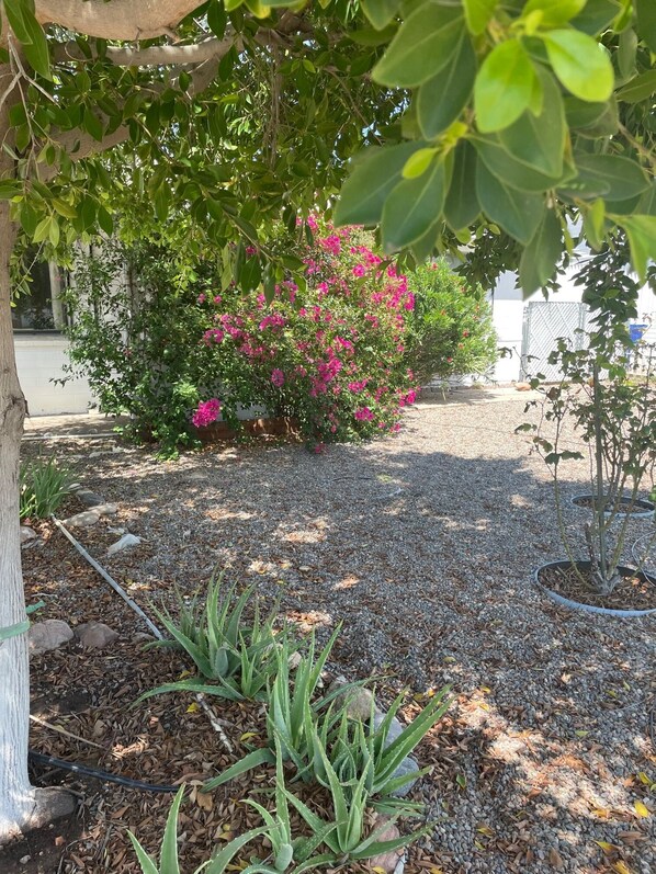 A garden area with a gravel path, green plants, and a flowering bush.