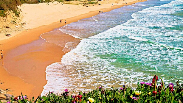 A beach with a sandy shore, waves, and colorful flowers in the foreground.