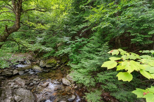 Un arroyo serpentea por un área boscosa con rocas y follaje.