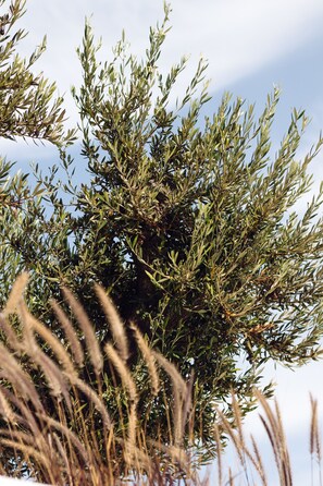 A dense cluster of evergreen branches against a clear sky. - Avgoustos Suites - Adults only (Naxos)