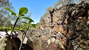Uma estrutura de pedra com um bica, rodeada por vegetação.