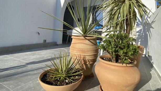 Una terraza con plantas en macetas y un edificio blanco con un arco de entrada.