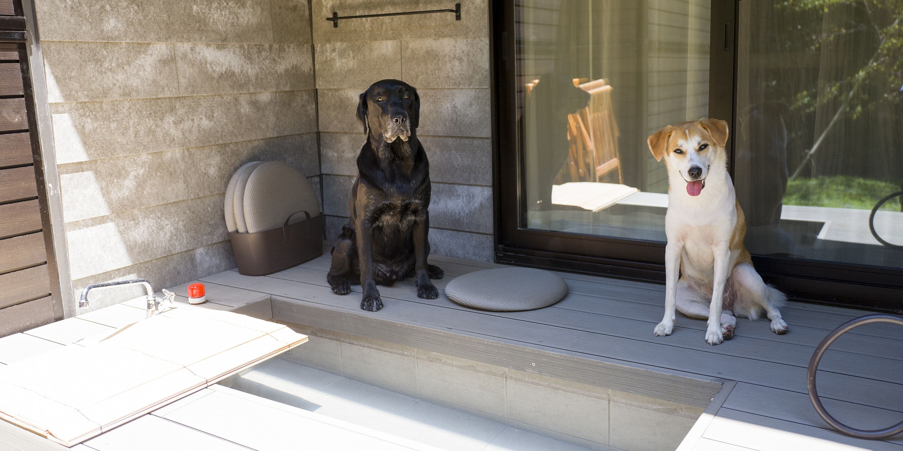 Two dogs sitting on a porch with a tiled floor and a window in the background.