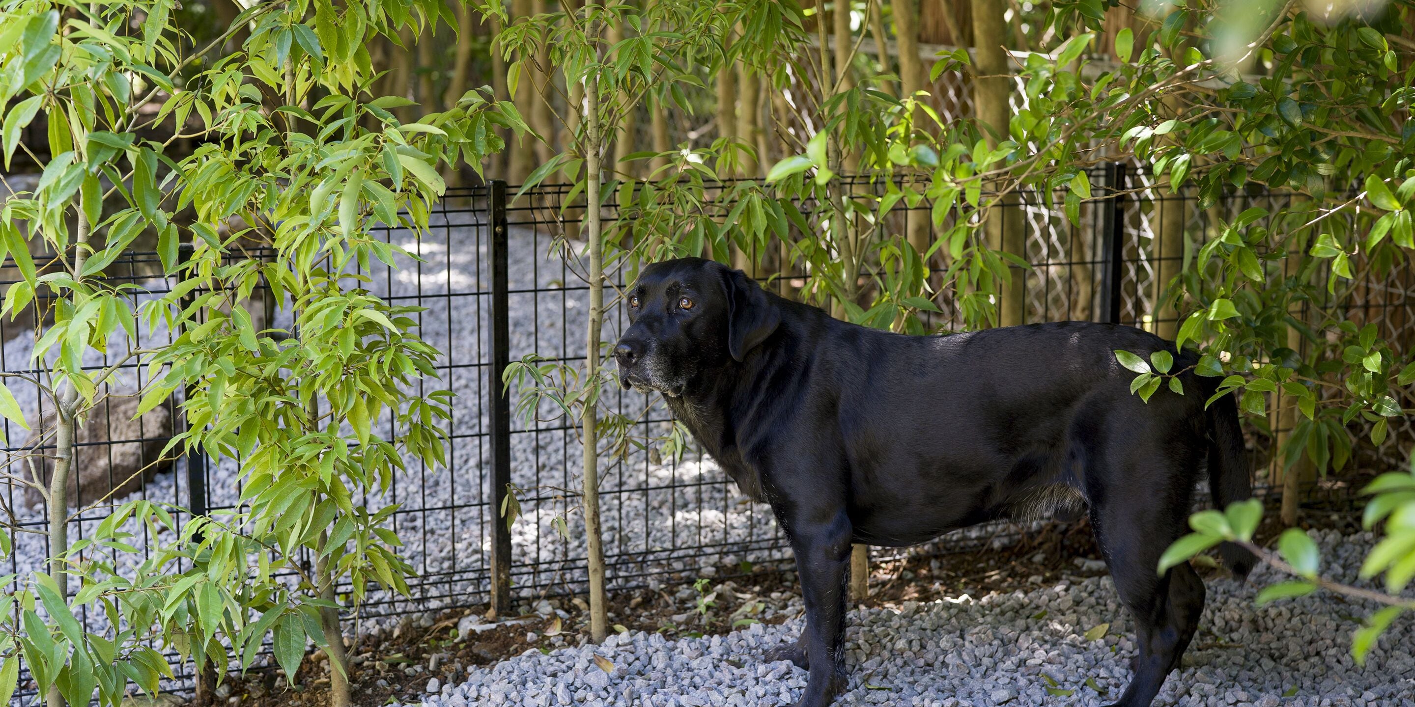 A black dog standing in a fenced area with trees and gravel.