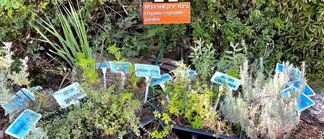 A garden with labeled plants and a sign indicating an organic vegetable garden.