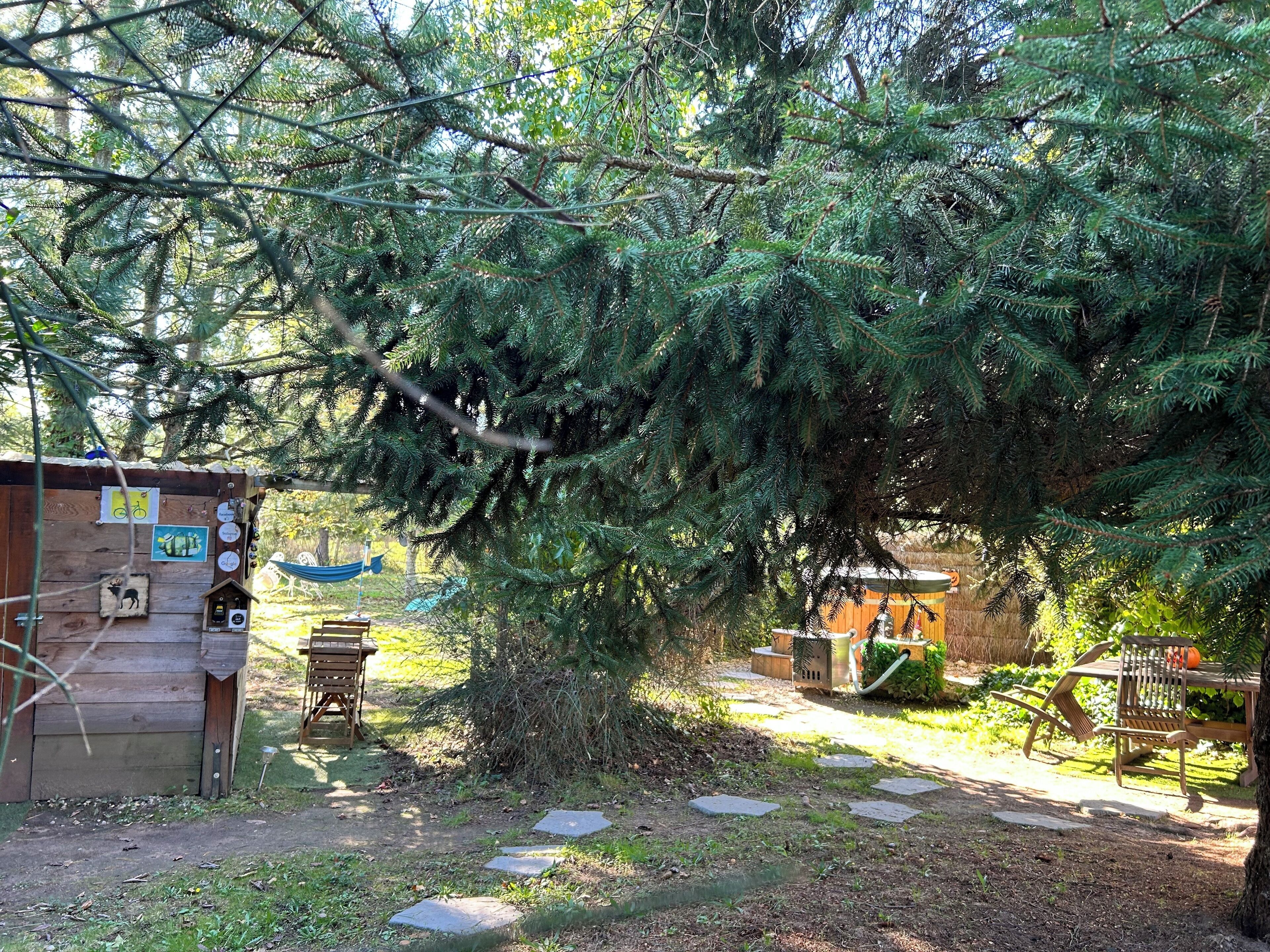 A rustic wooden cabin with a thatched roof, surrounded by dense evergreen trees.