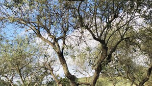 Ein Baum mit Steinsockel, umgeben von roten Blüten.