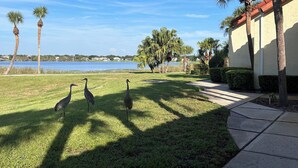 A grassy area with three birds, a body of water, and a building with a red roof. - FANTASTIC LOCATION NEAR ALL ATTRACTIONS! (Orlando)