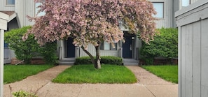 Un edificio residencial con un césped cuidado, un sendero que lleva a la entrada y un árbol con flores rosadas.