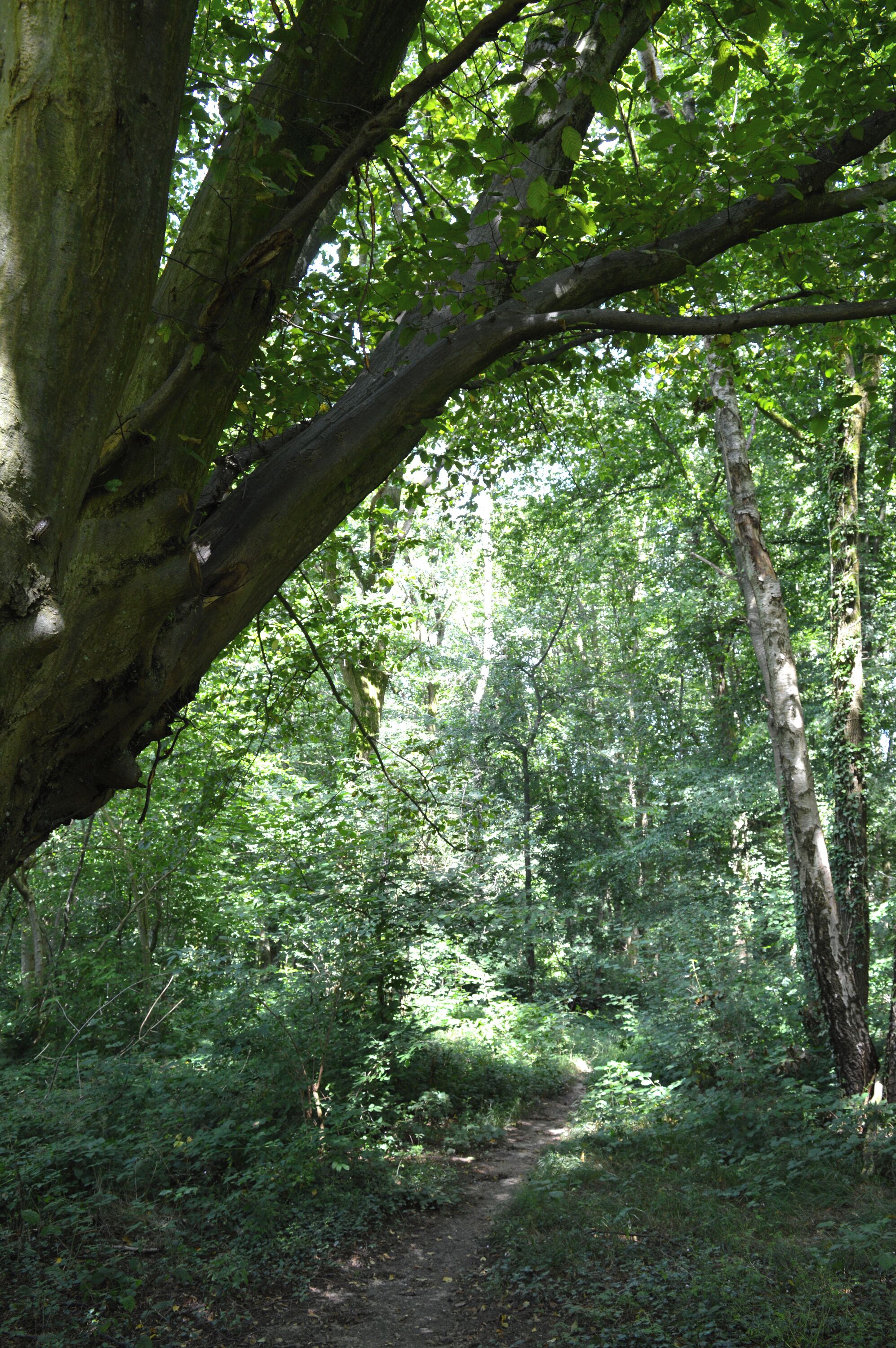 A forest path surrounded by dense green foliage and trees.