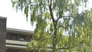 Un immeuble à plusieurs étages avec un grand arbre devant.