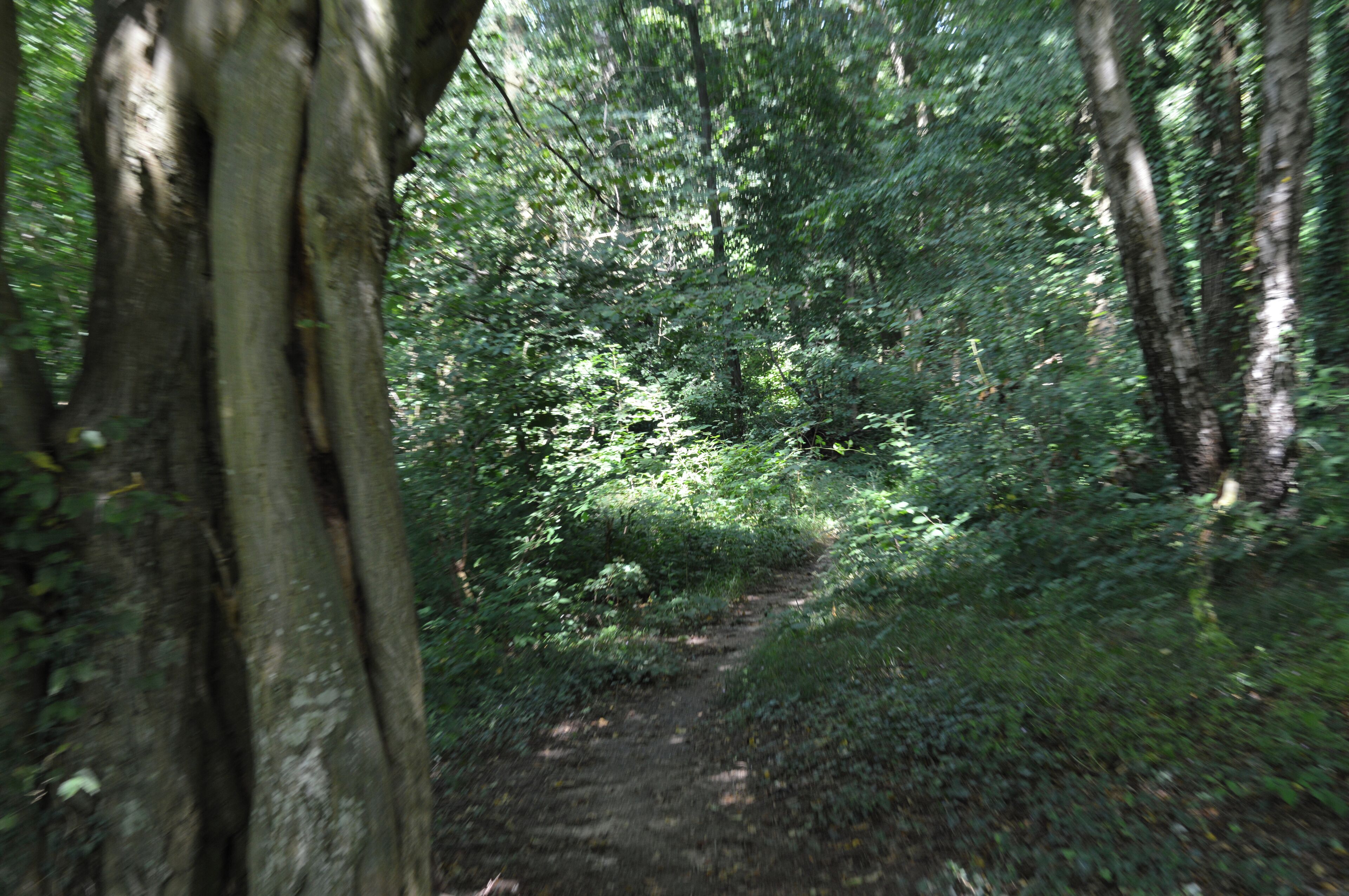 Un sentier forestier bordé d’arbres et entouré d’un feuillage dense.