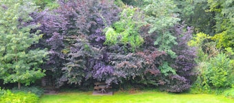 Peace and greenery 19