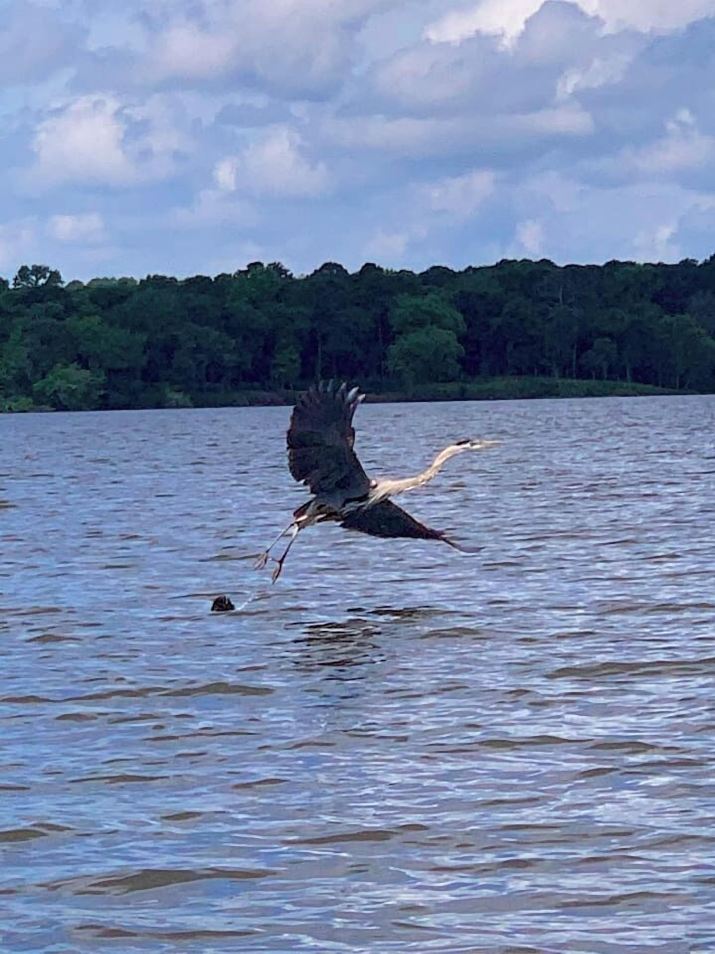 Un pájaro volando sobre una masa de agua con un bosque al fondo.