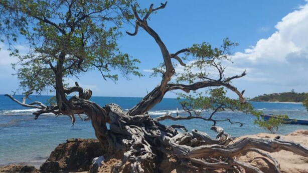 A tree with twisted branches on a sandy beach with clear blue water and a distant shoreline.