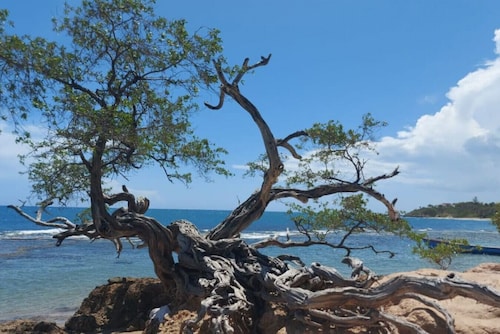 Ocean-View Apartment at VillaMerissa 4 BR/4 Bath. Walk to Beach, JackSprat