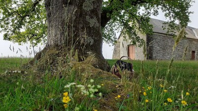 Gite La Lisière, in Brocéliande