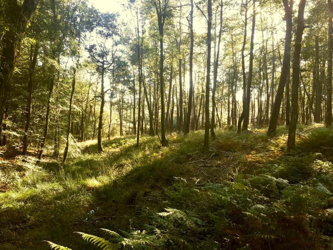 Une forêt dense, avec de grands arbres et des fougères.
