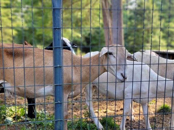 Un grupo de cabras detrás de una cerca de alambre en un espacio al aire libre.