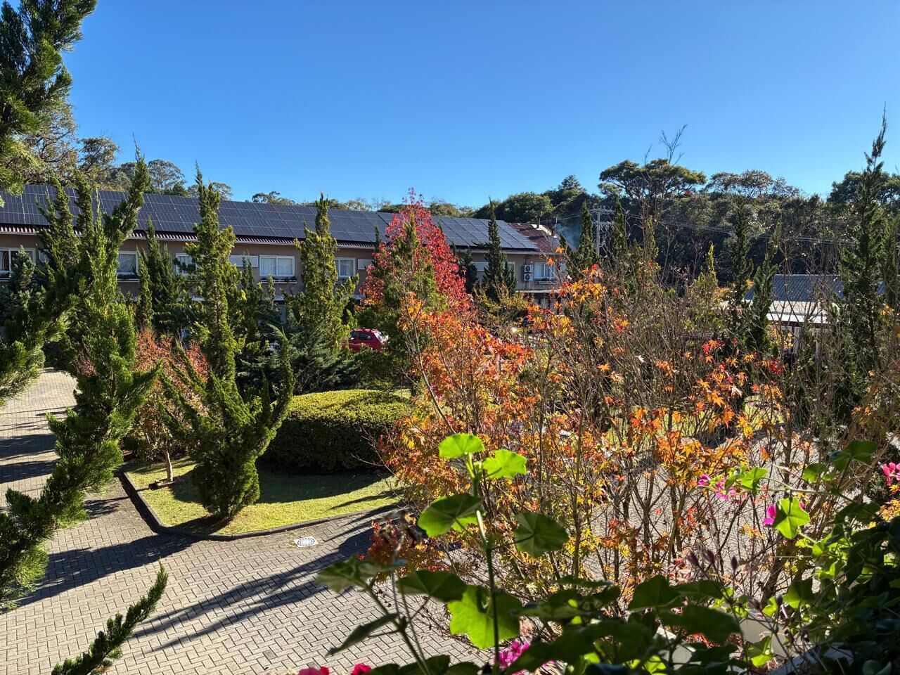 A residential area with houses, a paved walkway, and various trees and shrubs.