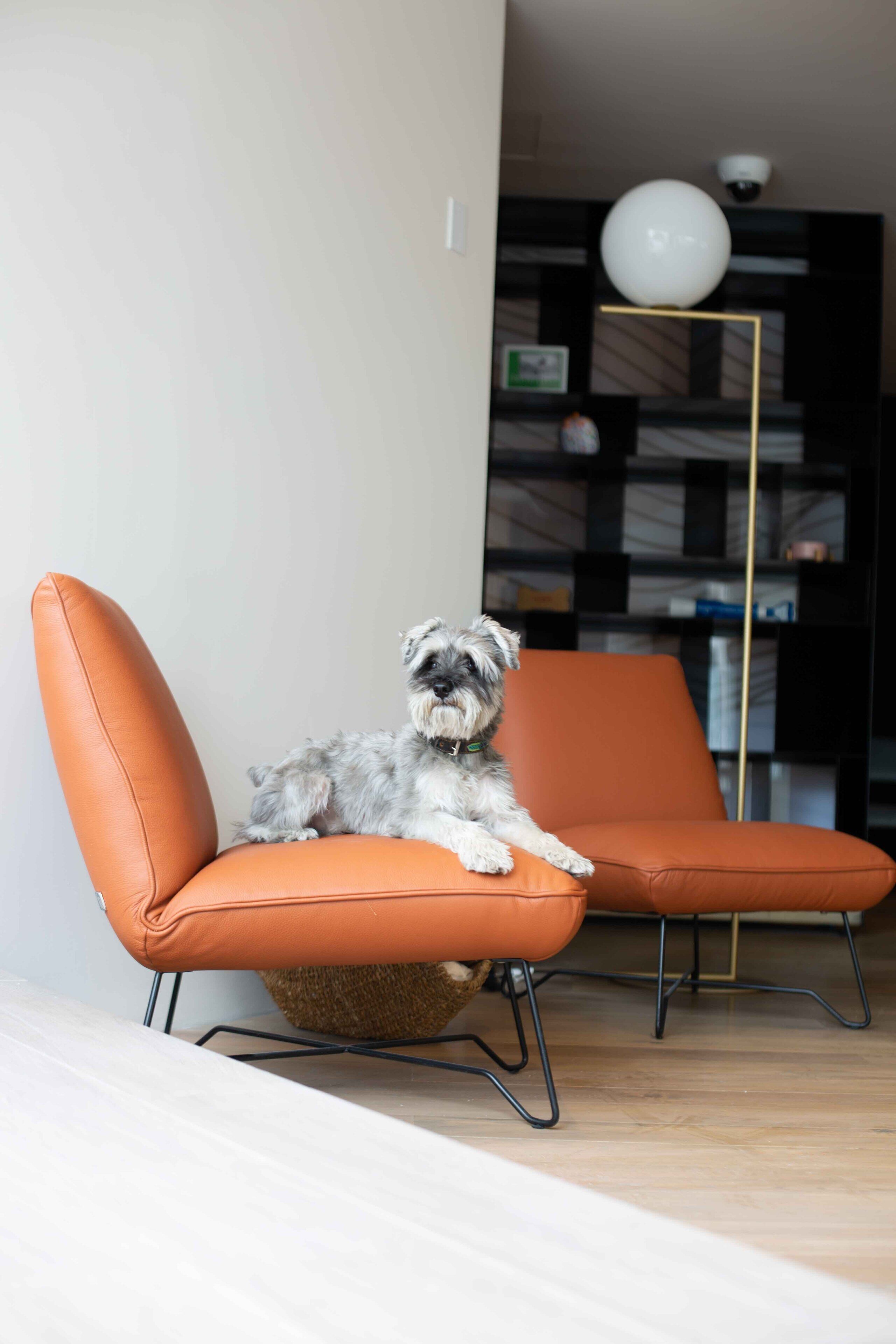 A dog sitting on an orange chair in a modern room with a wooden floor and a bookshelf in the background.