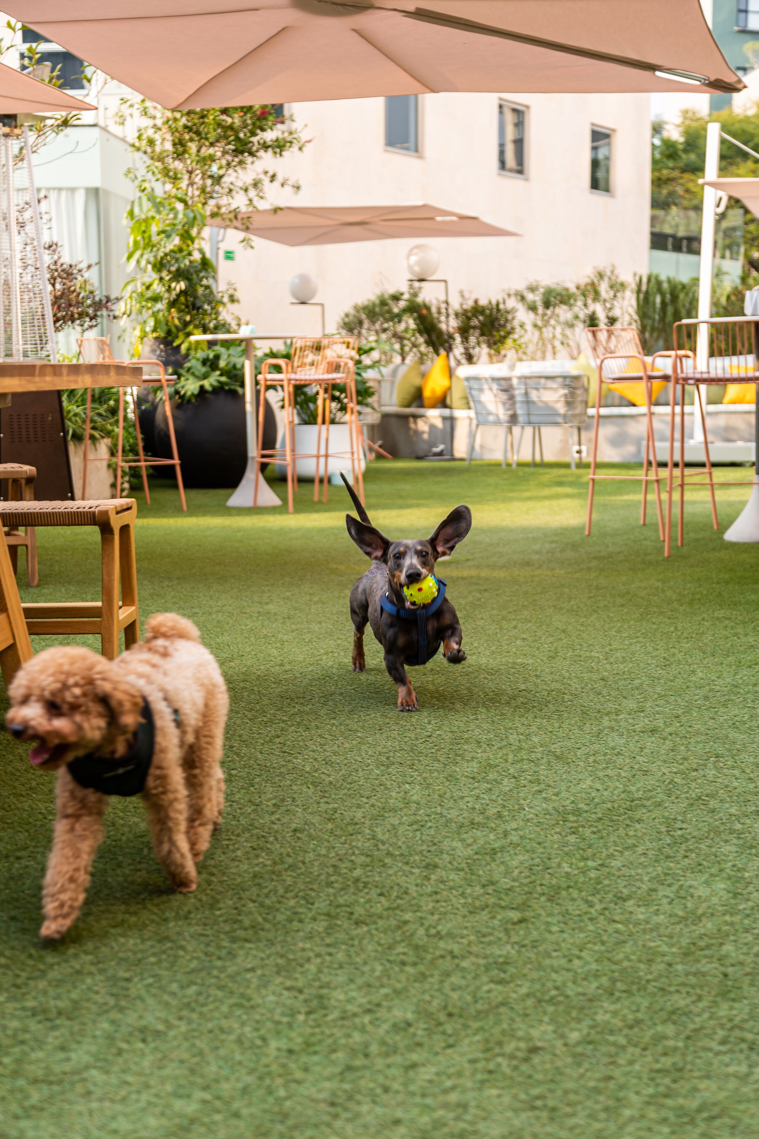 A dog park with artificial grass, outdoor furniture, and umbrellas.