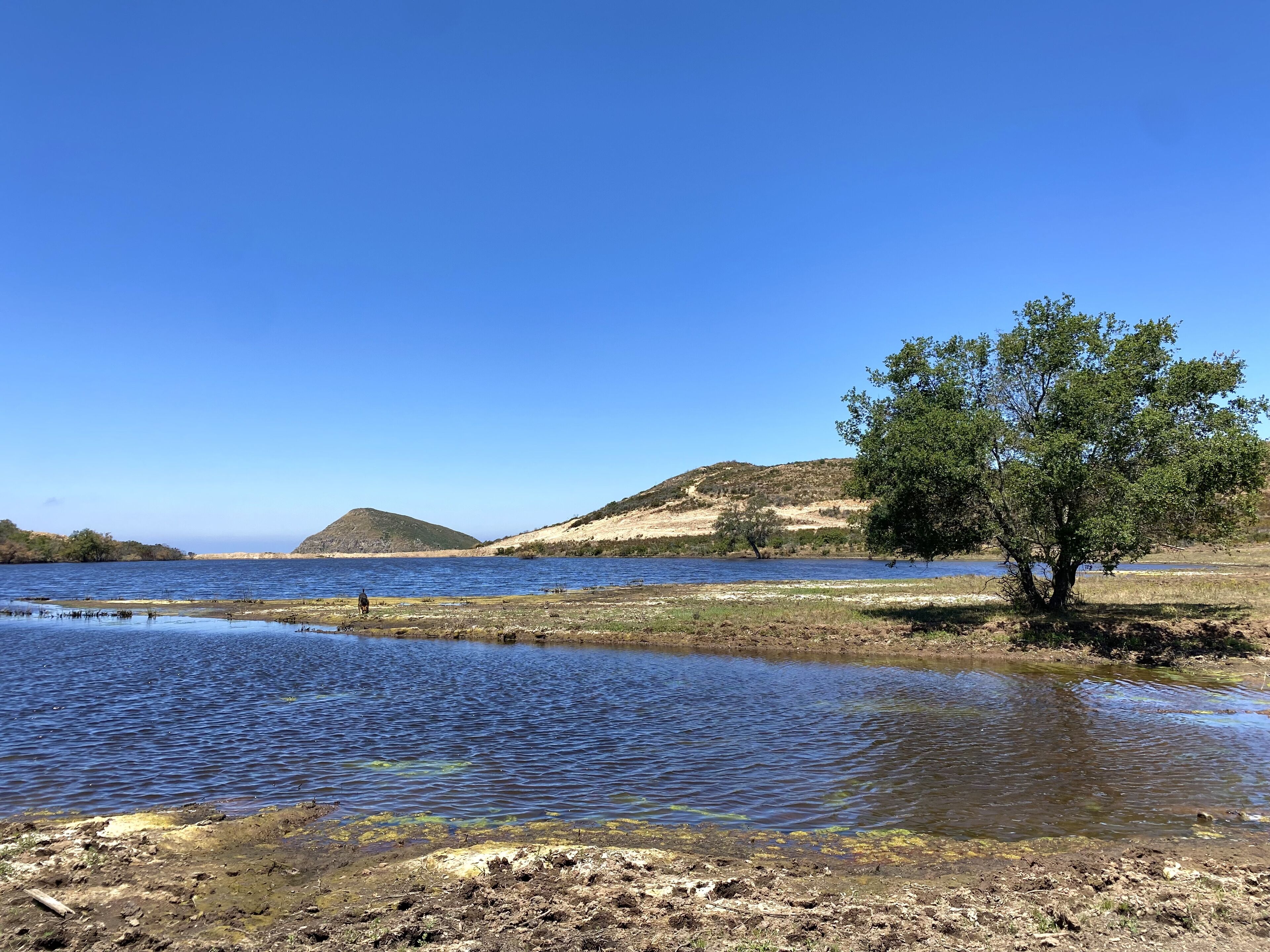 Una vista tranquilla su un lago, con un albero in primo piano e colline sullo sfondo.