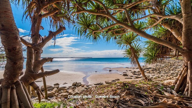 A beach with palm trees and a clear sky. - Namanula Unit 6 - Ocean Views & Walk to Convent Beach - Holiday Yamba (Yamba)