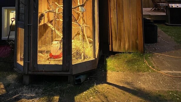 A wooden structure with a mesh enclosure, a barbecue grill, and a string of lights in a backyard.