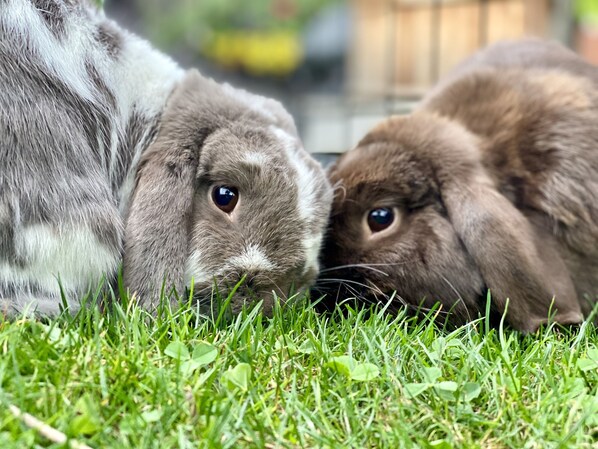 A close-up of two rabbits lying on grass. - Adorable Farm Stay in Ballard! Bunnies, A/C, walkable, near beach & attractions (Seattle)