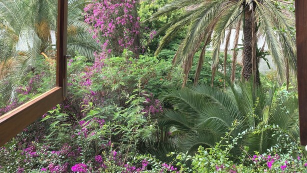 Une vue à travers une fenêtre sur un jardin luxuriant, avec différentes plantes, et un paysage montagneux en arrière-plan.