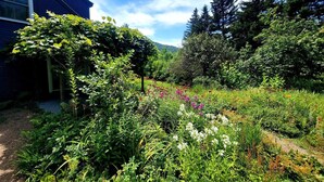En frodig have med mange forskellige planter og blomster, et træhegn og et hus med blå facade.