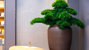 A potted plant next to a wooden bench in a modern indoor setting.