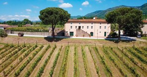 Exterior - FATTORIA CAMIGLIANO Winery & Farmhouse with Pool (Capannori)